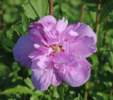 Ardens ? (hibiscus syriacus)