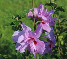 Ardens ? (hibiscus syriacus)