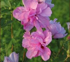 Ardens ? (hibiscus syriacus)