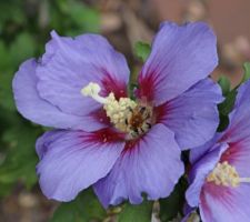 Ultramarine (hibiscus syriacus)