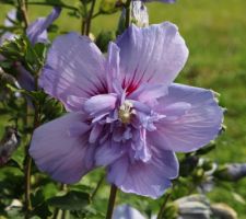 Blue chiffon (hibiscus syriacus)