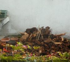 Le "charbon de bois" de la souche et à côté de la souche