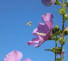 Russian violet (hibiscus syriacus)