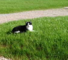 Après qq averses de pluie, et rayons de soleil, ça a bien poussé!