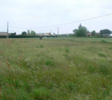 Coup de coeur pour ce petit bout de "prairie"