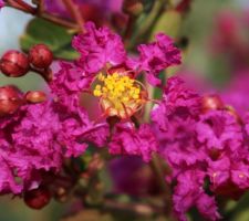 Lagerstroemia