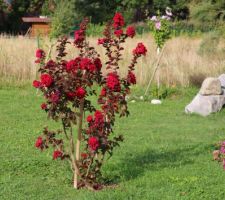 Lagerstroemia