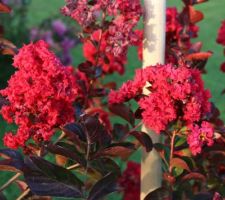 Lagerstroemia