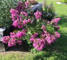 Lagerstroemia