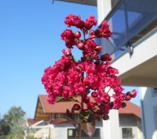 Lagerstroemia