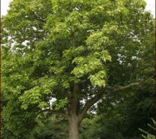 Catalpa