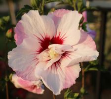 Hibiscus syriacus 'Pinky spot'