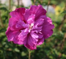 'Purple ruffles' (hibiscus syriacus)