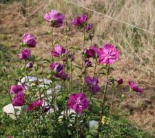 'Purple ruffles' (hibiscus syriacus)