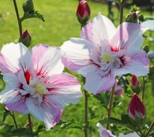Hibiscus syriacus 'Pinky spot'