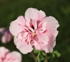 'Pink chiffon' (hibiscus syriacus)