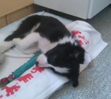 Chienne de 3 mois

border collie