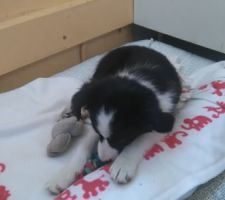 Chienne de 3 mois

border collie