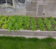 Le mini potager