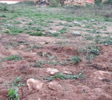 Implantation des piquets et fils tendus