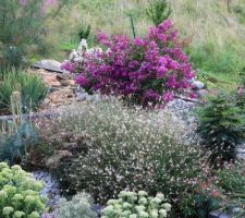 Sedums, gaura et lagerstroemia