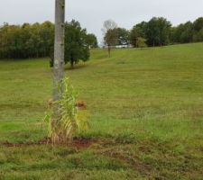 Première plantation pour cacher ce magnifique poteau.