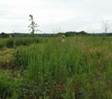 Avec l'aide d'amis et de mon grand, on a fini par en venir &agrave; bout apr&egrave;s 3 demi-jounr&eacute;es ! La d&eacute;broussailleuse &agrave; FIL n'a servi &agrave; rien. Le d&eacute;broussaillage s'est fait &agrave; la faux.