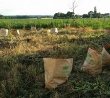 Avec l'aide d'amis et de mon grand, on a fini par en venir &agrave; bout apr&egrave;s 3 demi-jounr&eacute;es ! La d&eacute;broussailleuse &agrave; FIL n'a servi &agrave; rien. Le d&eacute;broussaillage s'est fait &agrave; la faux.