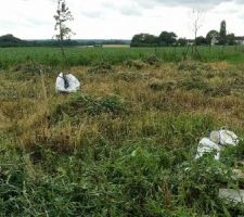Avec l'aide d'amis et de mon grand, on a fini par en venir &agrave; bout apr&egrave;s 3 demi-jounr&eacute;es ! La d&eacute;broussailleuse &agrave; FIL n'a servi &agrave; rien. Le d&eacute;broussaillage s'est fait &agrave; la faux.