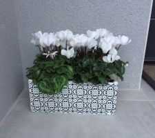 Cyclamen Blanc, cache pot Centrakor