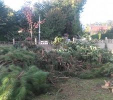Abbatage arbre arbre laisser sur place.