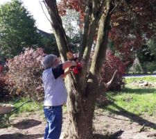 ABBATTAGE DES ARBRES SUR LE TERRAIN