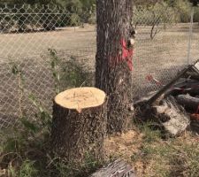 Début de l'abattage des arbres