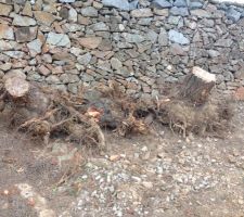 Voici les souches des pins d&eacute;racin&eacute;es avec une pelleteuse par le terrassier.