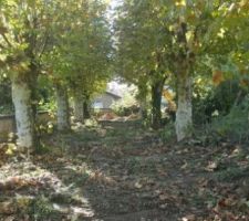 Les platanes du terrain (12 au total). C'est joli mais oblig&eacute;s de les enlever pour la construction.