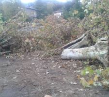 Arbres abattus