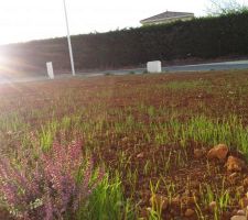 Pelouse de devant qui pousse plantée le 7 ocotbre