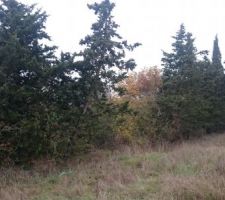 La haie / les petites arbres et arbes &agrave; couper