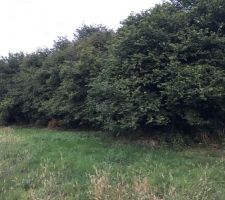 Terrain arboré sur un côté :)