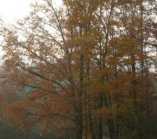 Fin d'automne