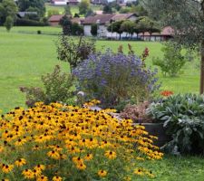 Rudbeckias (jaunes), caryoptéris (bleu) et oreilles d'ours.