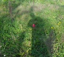 Voilà un des piquets sui avait été fait par le géomètre