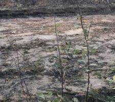 27 novembre 2017 premier jour des travaux ?