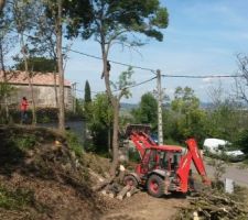 Abattage des arbres