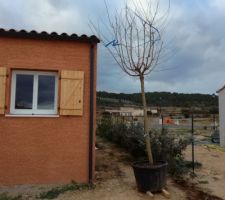 Livraison d'un bel arbre : un murier platane stérile de + de 3.5m de haut et surtout avec un container qui pèse. Ça va être une partie de plaisir à déplacer