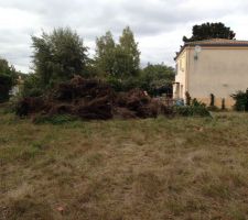 La haie coup&eacute;e &agrave; l'arrache par un inconnue tout regroup&eacute;.