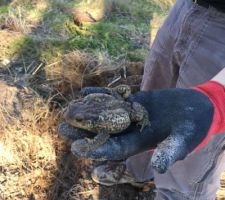 Un crapaud, celui l&agrave; on l'a sauv&eacute;, l'autre &eacute;tait d&eacute;j&agrave; pass&eacute; sous la mini-pelle