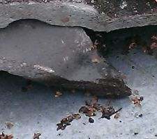 Accroche feuille