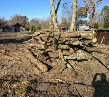 Voilà une belle quantité de bois que l'on va couper ce week-end !

Si vous êtes intéressés pour du bois de chauffage en sud Gironde, on va en avoir un peu à vendre