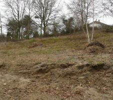 Terrain après débroussaillage